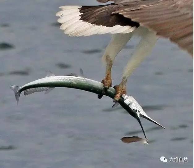 白腹海雕飛掠過水麵,卻神不知鬼不覺捕捉條長嘴魚