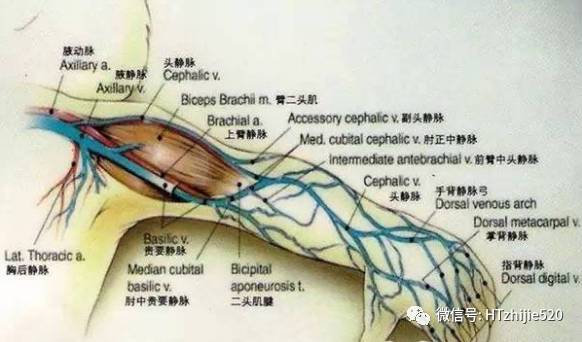 3,肘正中静脉:短而粗,变异甚多,通常于肘窝处连接贵要静脉和头静脉