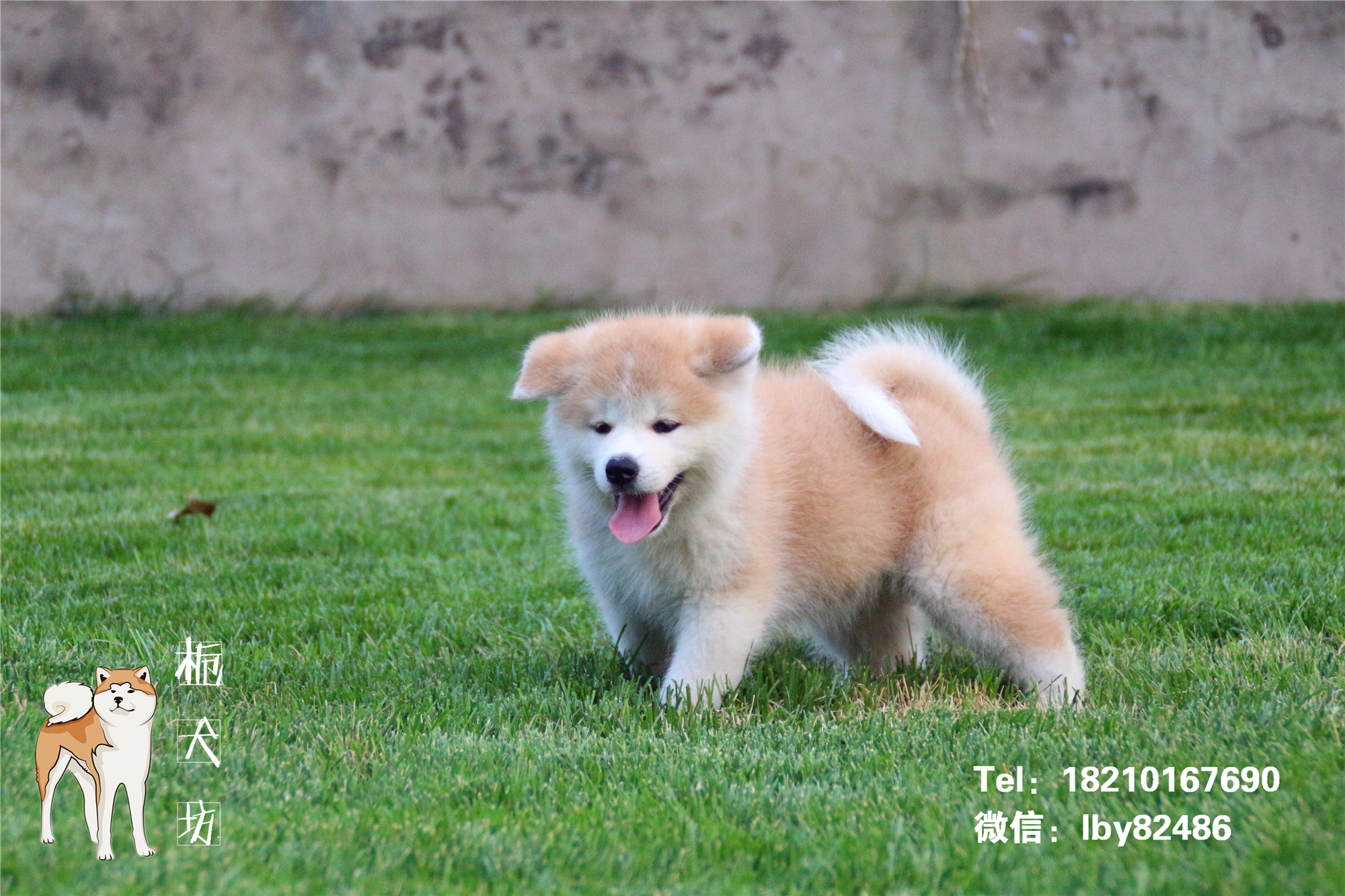 萌到化的秋田犬小母犬——萌萌