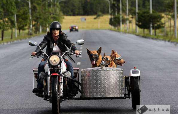 骑摩托车像骑狗图片
