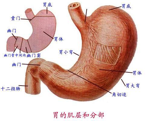 新生儿的胃示意图图片