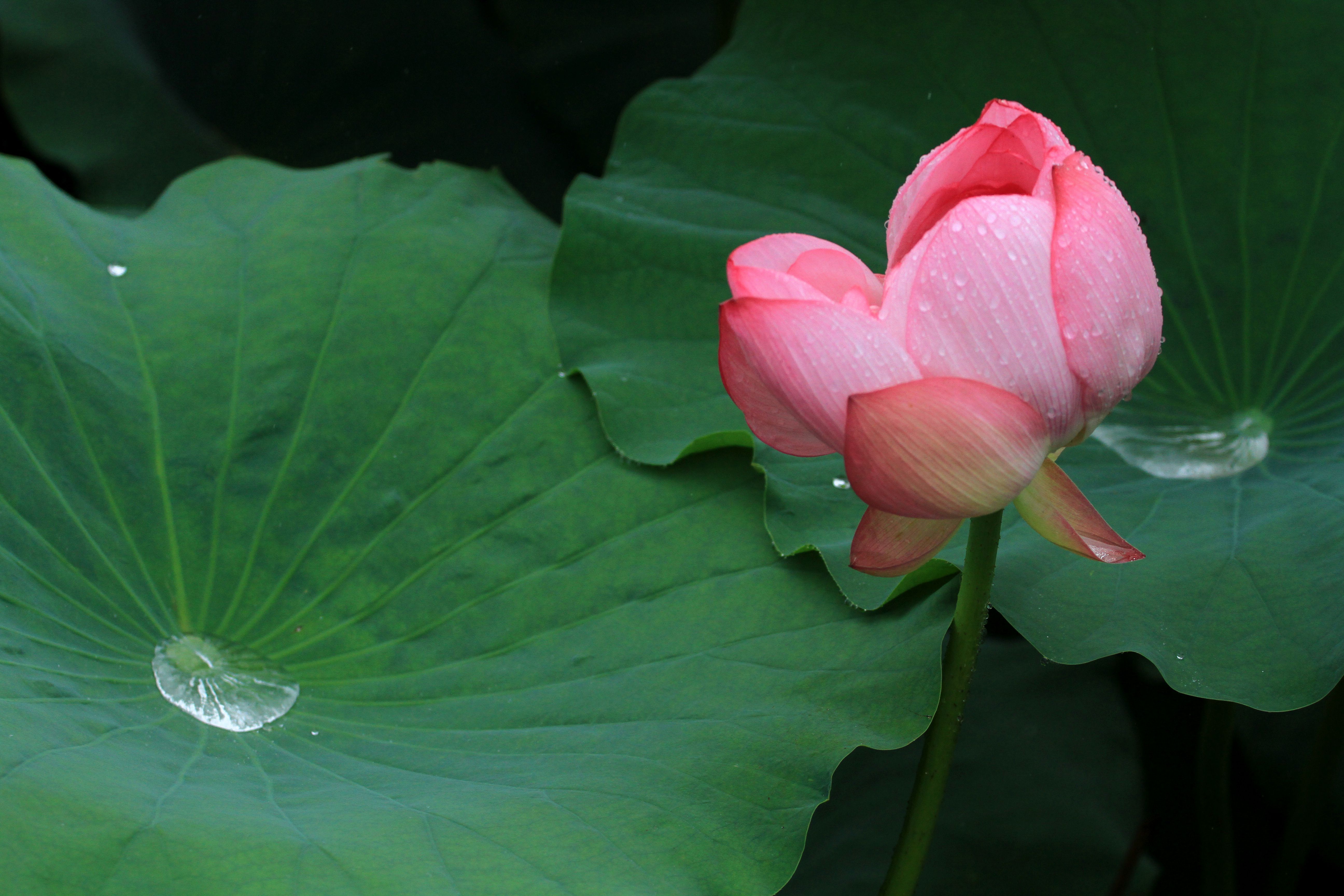 郑州|大珠小珠落玉盘 雨中夏荷真好看