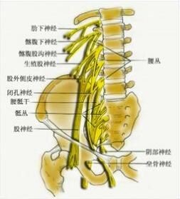 腰椎间盘突出症,会侵害哪些神经造成你腰腿疼痛?