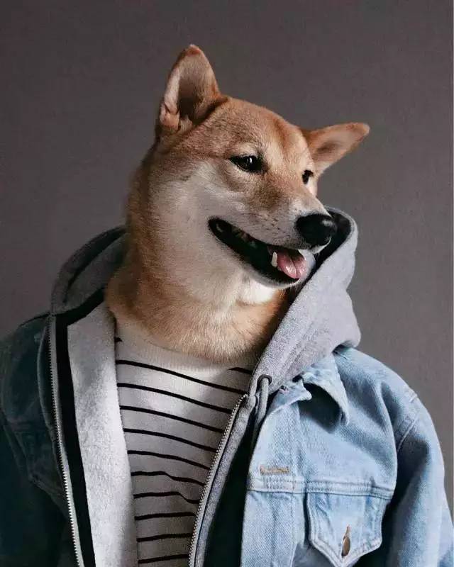 穿衣服没品?这只柴犬拯救你