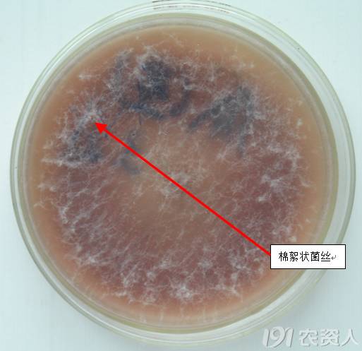 病原为半知菌壳二孢属西瓜壳二孢菌,其有性阶段为子囊菌亚门球腔菌属