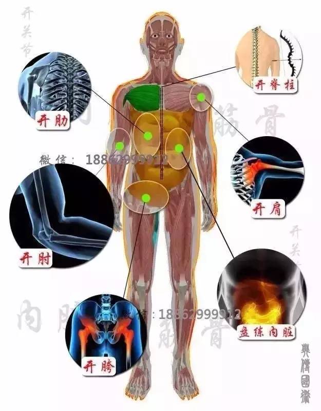 肩,肘关节大筋可以崩弹发劲且在动作上可实现反弹;肋可折合发劲;脊柱