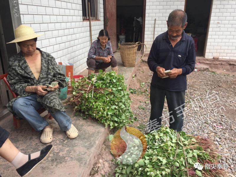 这个也是折耳根,不过这个折耳根不是餐桌上的美食,而是奉节县新民镇