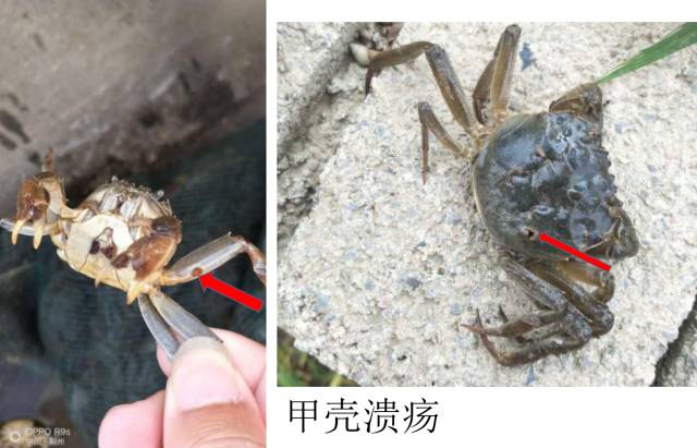 发病早期,螃蟹身体上有褐色斑点产生,斑点中部凹下,病蟹甲壳出现棕色
