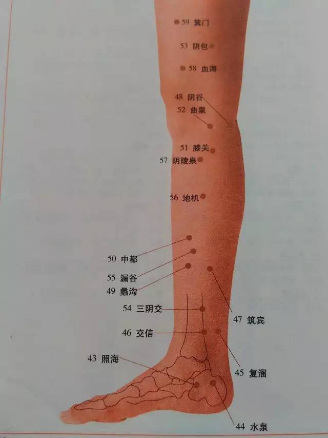 下肢穴位(腿部内侧)