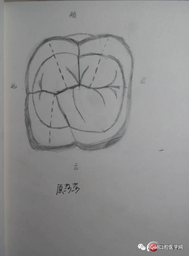 中切牙素描图片