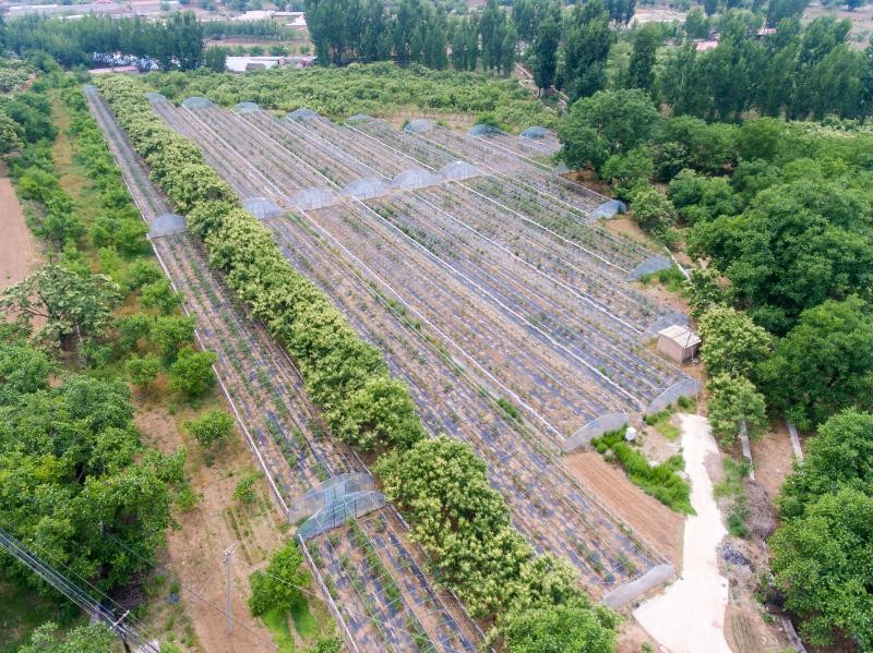 共种植蓝莓2000亩北京最大的蓝莓种植基地现如今已逐渐发展成土地又是