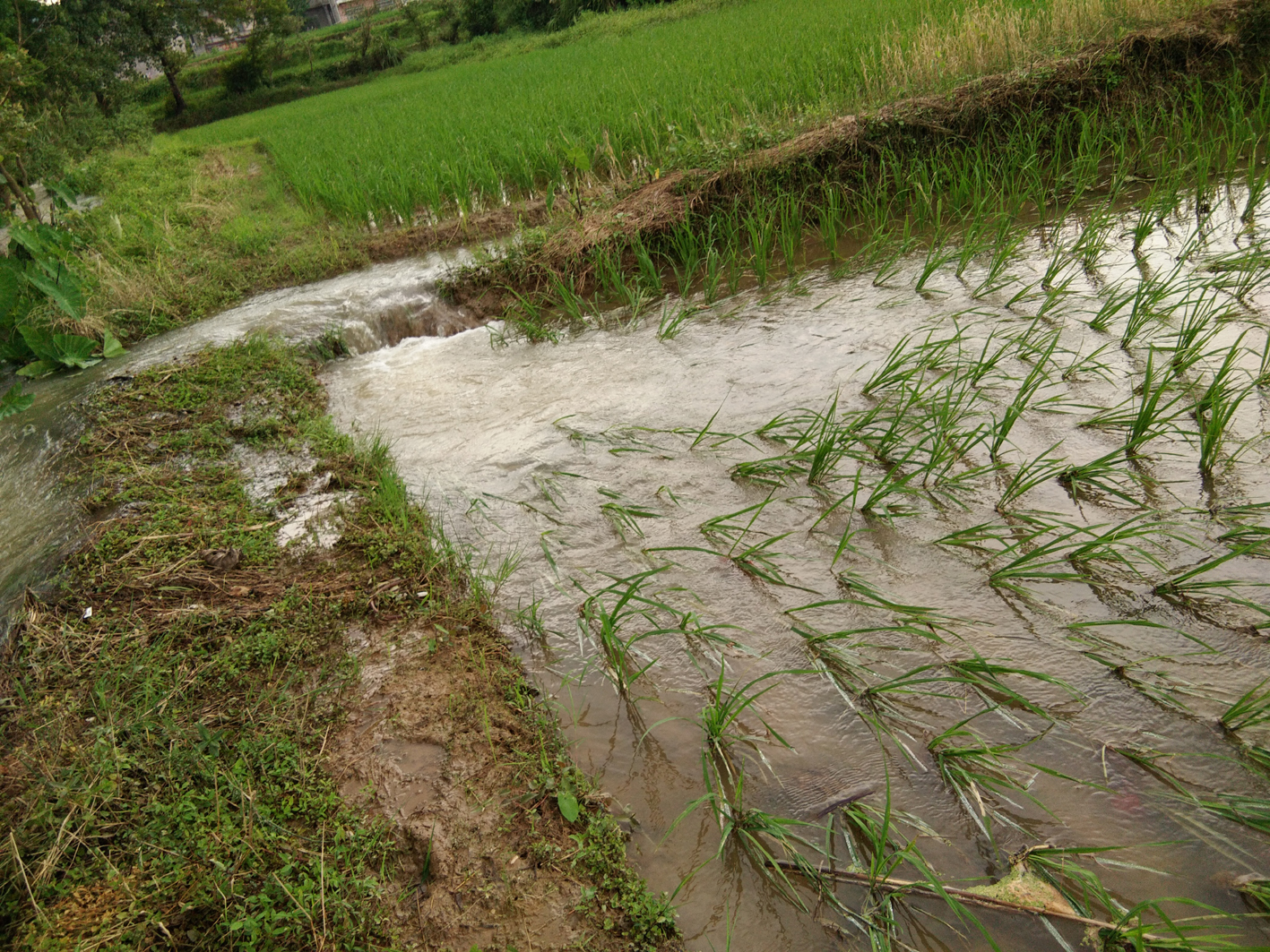 大水侵袭袁州慈化模山村农民粮田被淹造成农业损失