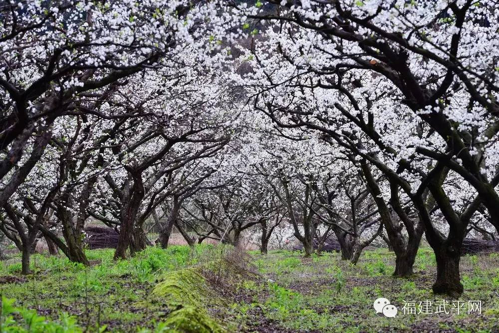 东留镇芙蓉李图片