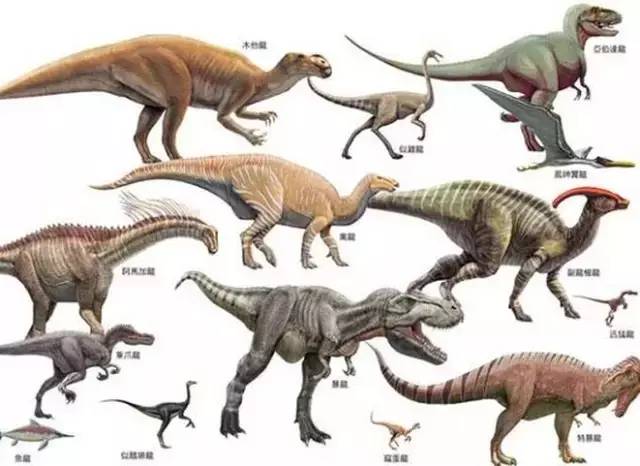 中国63种恐龙图片