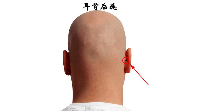 耳背的准确位置图图片