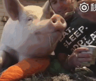 猪吃食动态图片搞笑图片