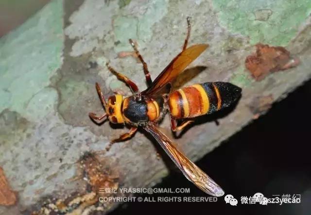 胡蜂科的种类才是最可怕的,不认识胡蜂的喜欢叫它大黄蜂,在台湾胡蜂则