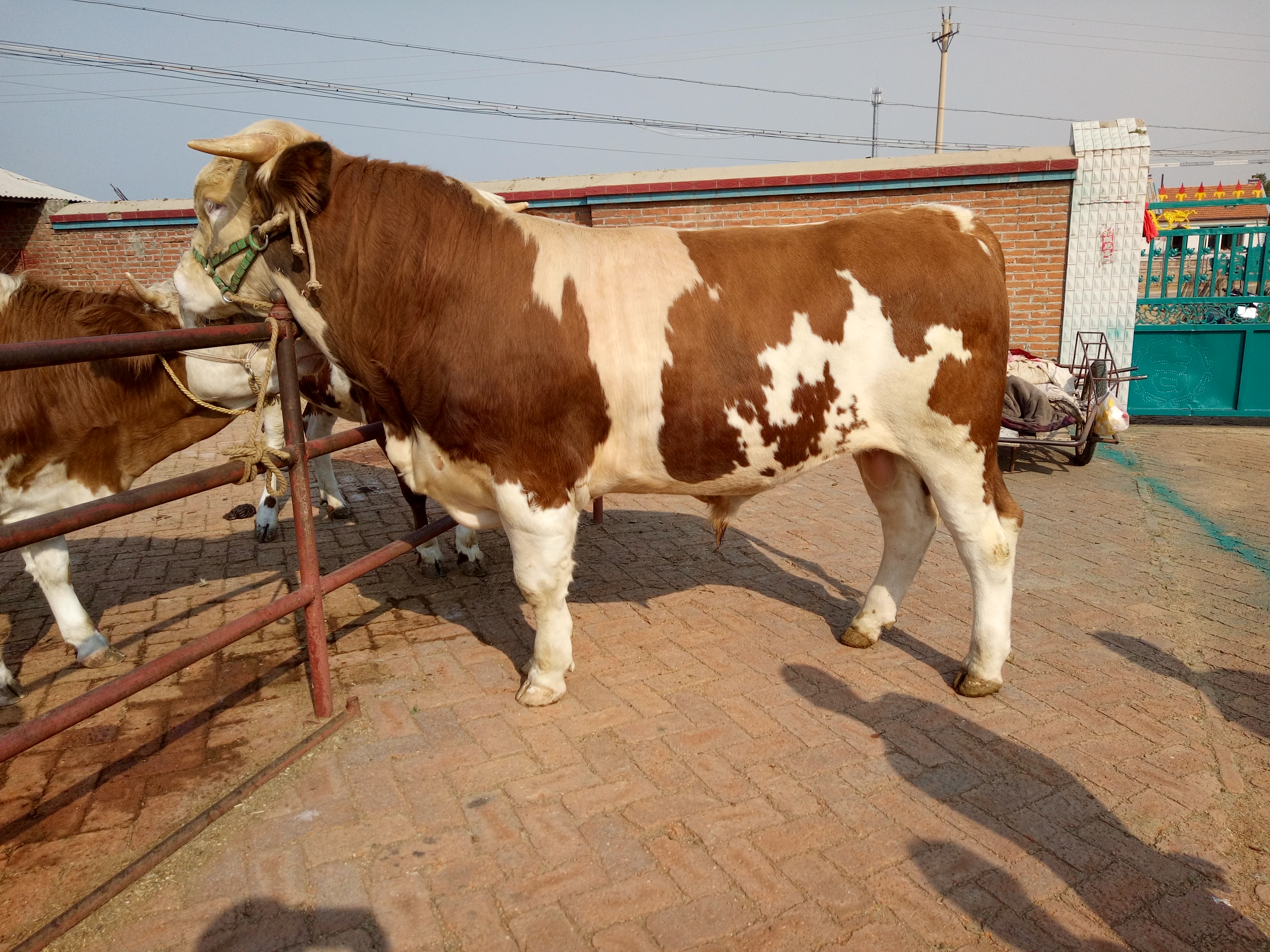大量出售优质西门塔尔下山繁殖母牛供应繁殖母牛