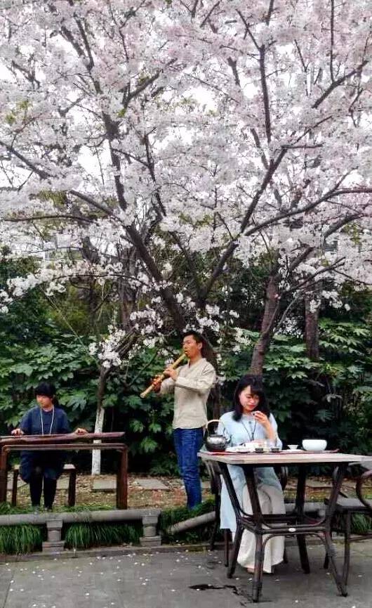 茶香琴韻裡,看櫻花紛紛揚揚地墜地,此情此景,最富一期一會的禪意之美.