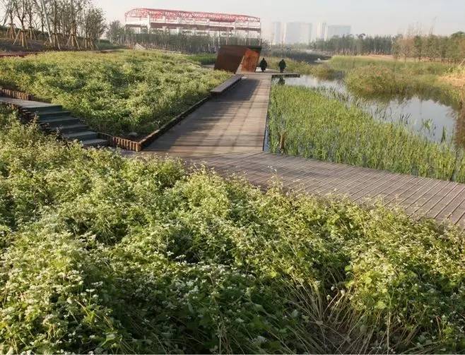 人工湿地(constructed wetland)是人工设计与建造的,由饱和基质,水生