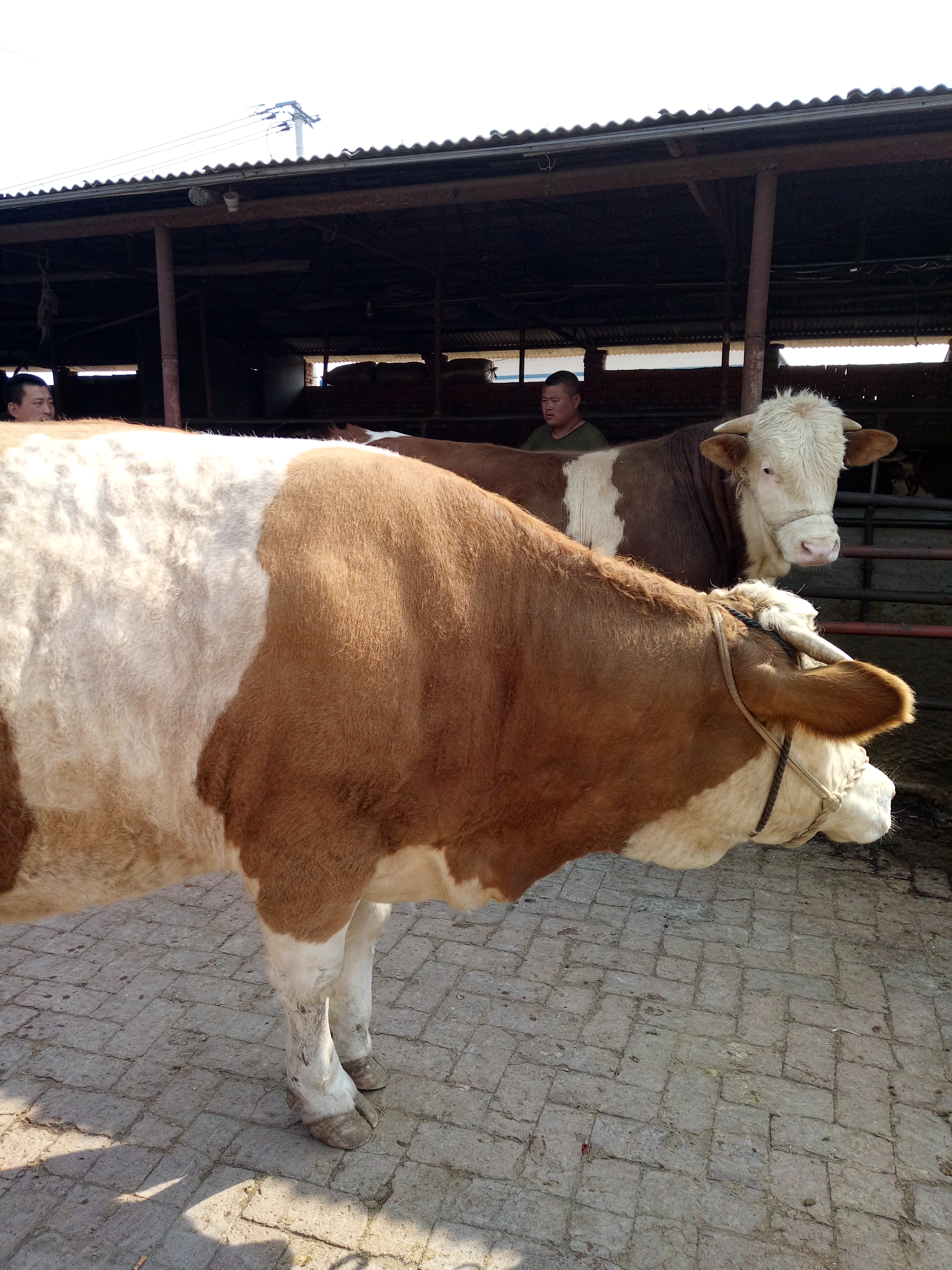 大量出售优质西门塔尔下山繁殖母牛供应繁殖母牛