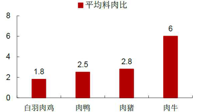 白羽肉鸡料肉比图片