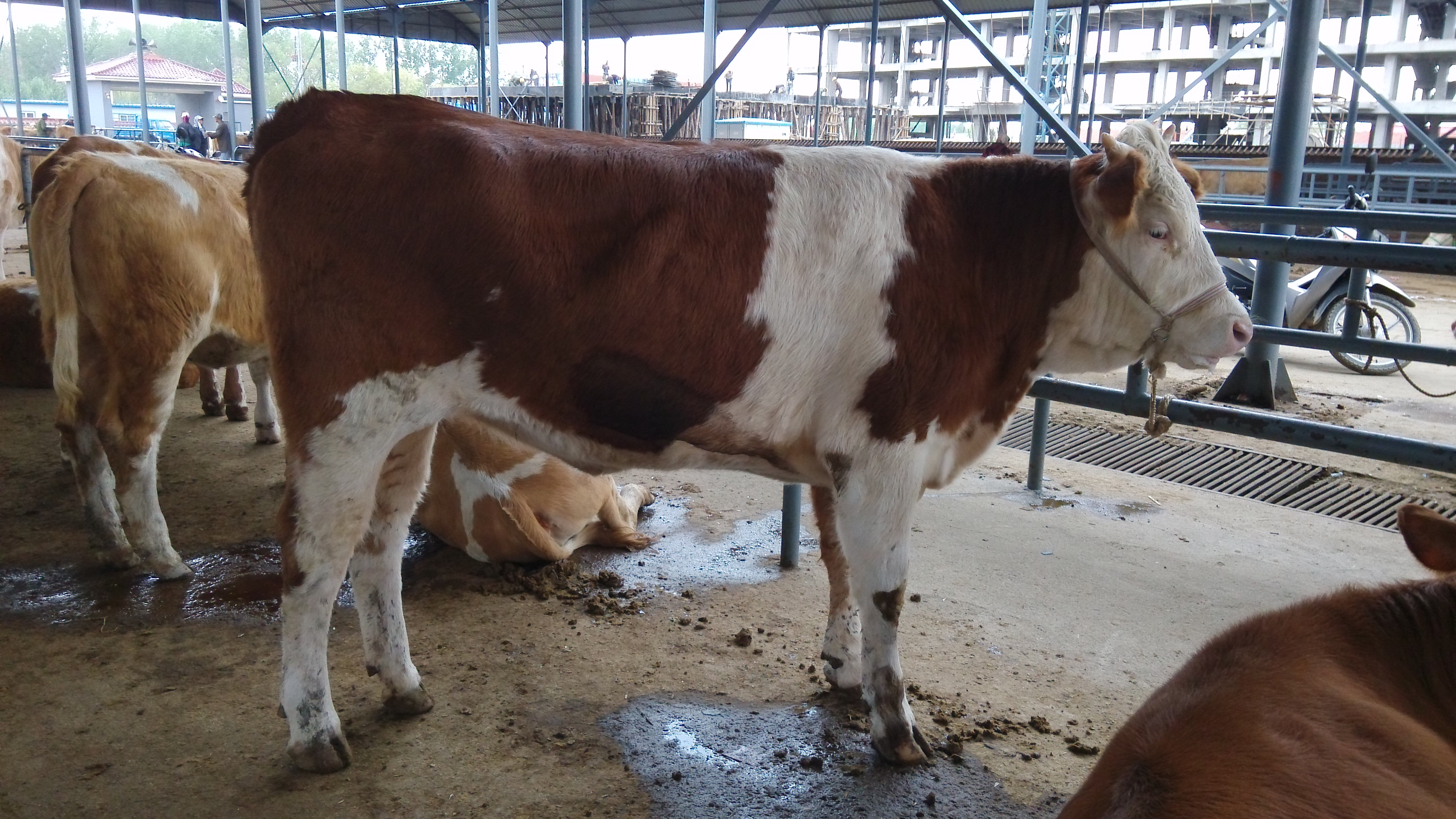 2017年下半年西门塔尔繁殖母牛价格走势预测