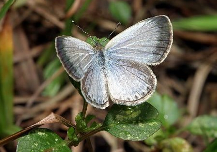 世界上最小的蝴蝶——蓝灰蝶