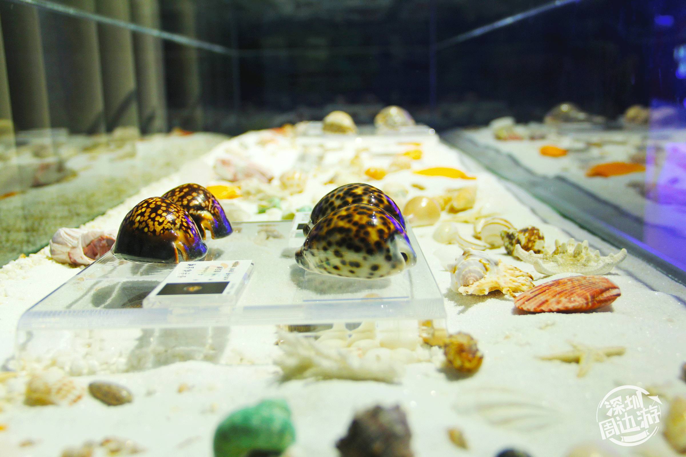 免费开放!深圳蛇口海洋博物馆终于开馆,海底世界美翻了!
