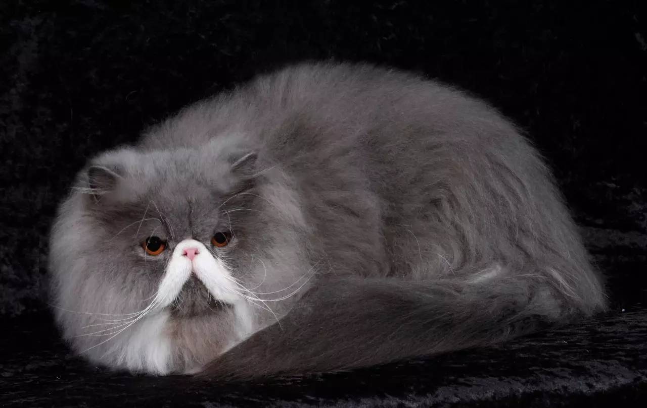 英国长毛猫烟灰色图片