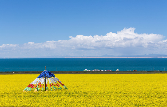 带父母去旅行,去看看青海湖的油菜花吧!