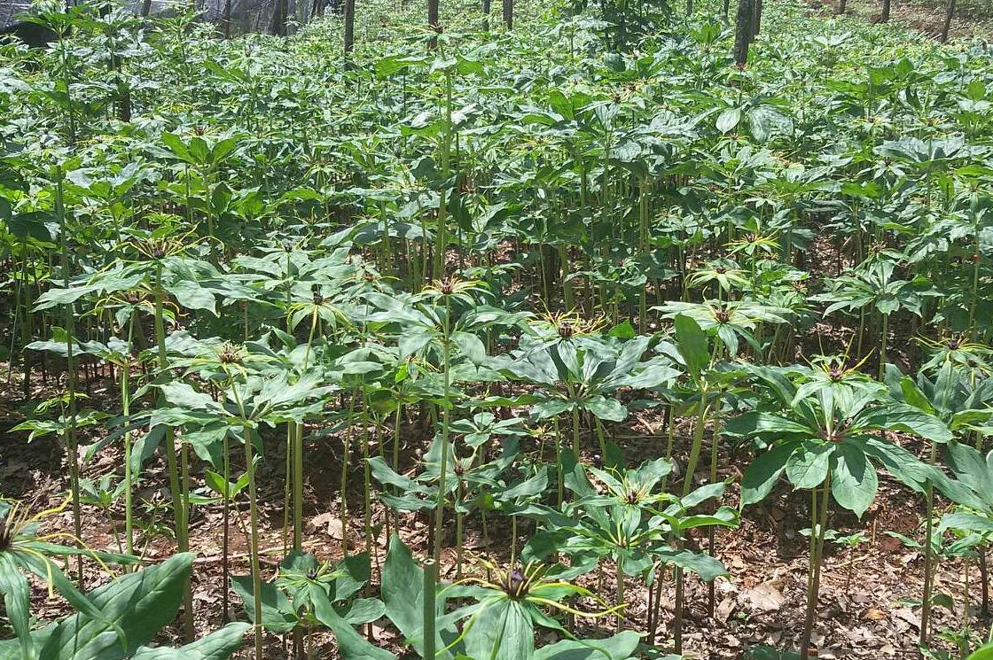 重楼种植(重楼种植季节最佳)