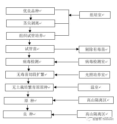 茎尖的分区图片