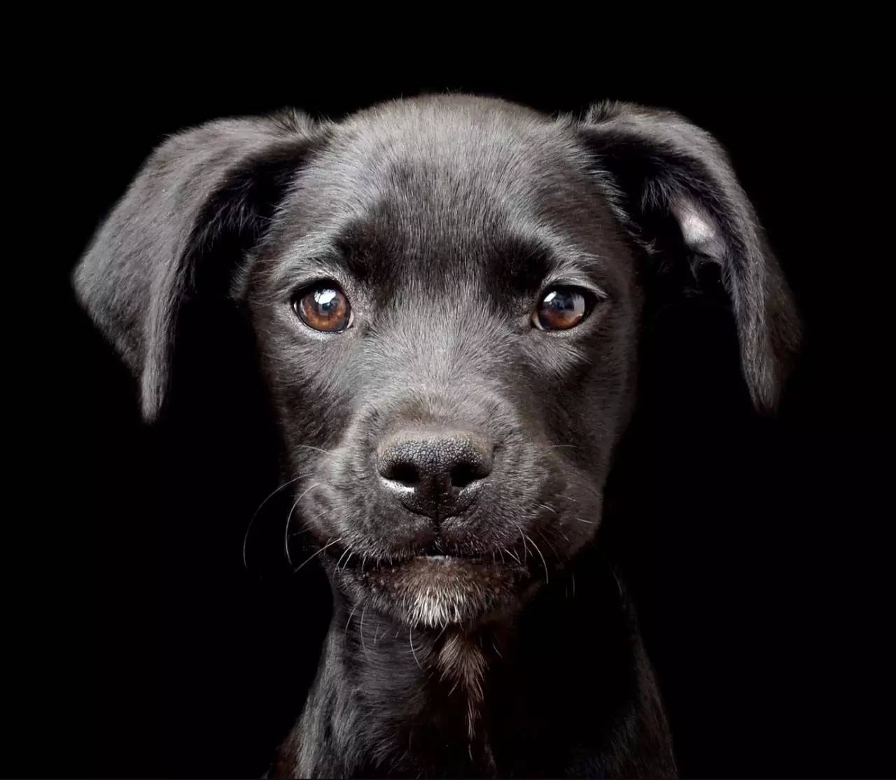 黑色巴吉度犬图片