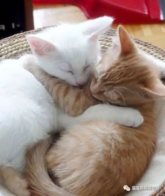 两只猫咪抱住表情包图片