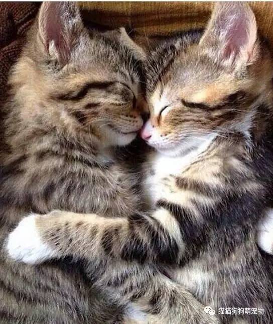 两只猫咪拥抱图片可爱图片