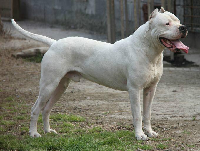 杜高犬打野猪猎犬广西杜高犬价格