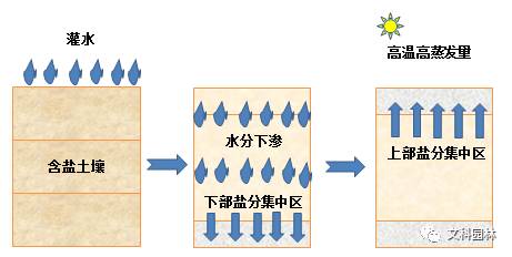 【文科研发】盐渍化土壤改良技术在哈密中轴景观项目的应用实践