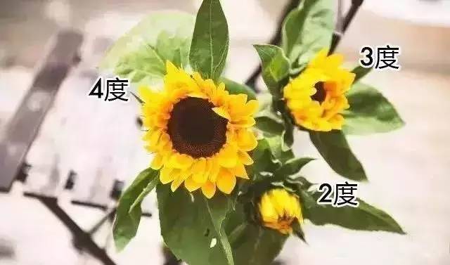 因为向日葵花苞对水分和营养的需求很大