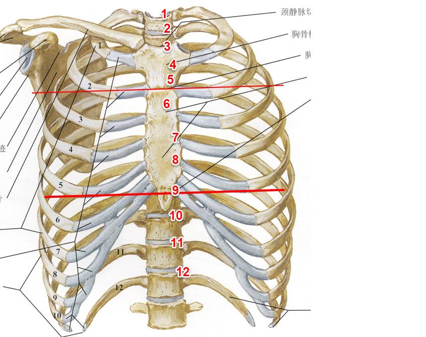 人12根肋骨解剖图图片