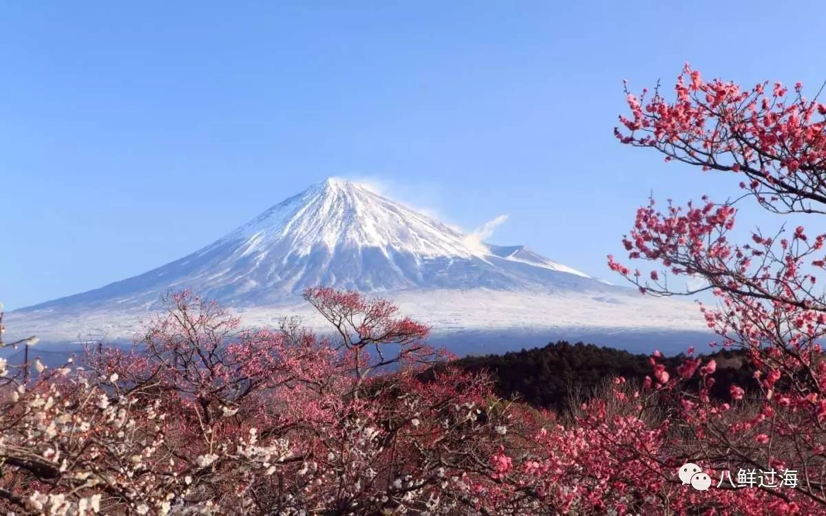 探寻日本樱花虾之都:白色富士山和红色海洋在这里交汇!