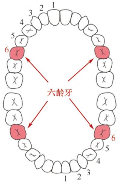 "六龄牙"即恒牙中的第一磨牙,位置在最后一颗乳牙的后部,一般在6 岁