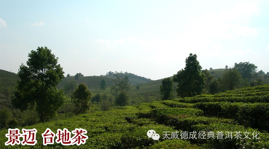 茶山譜雲南茶山譜系之一多圖長文章注意流量