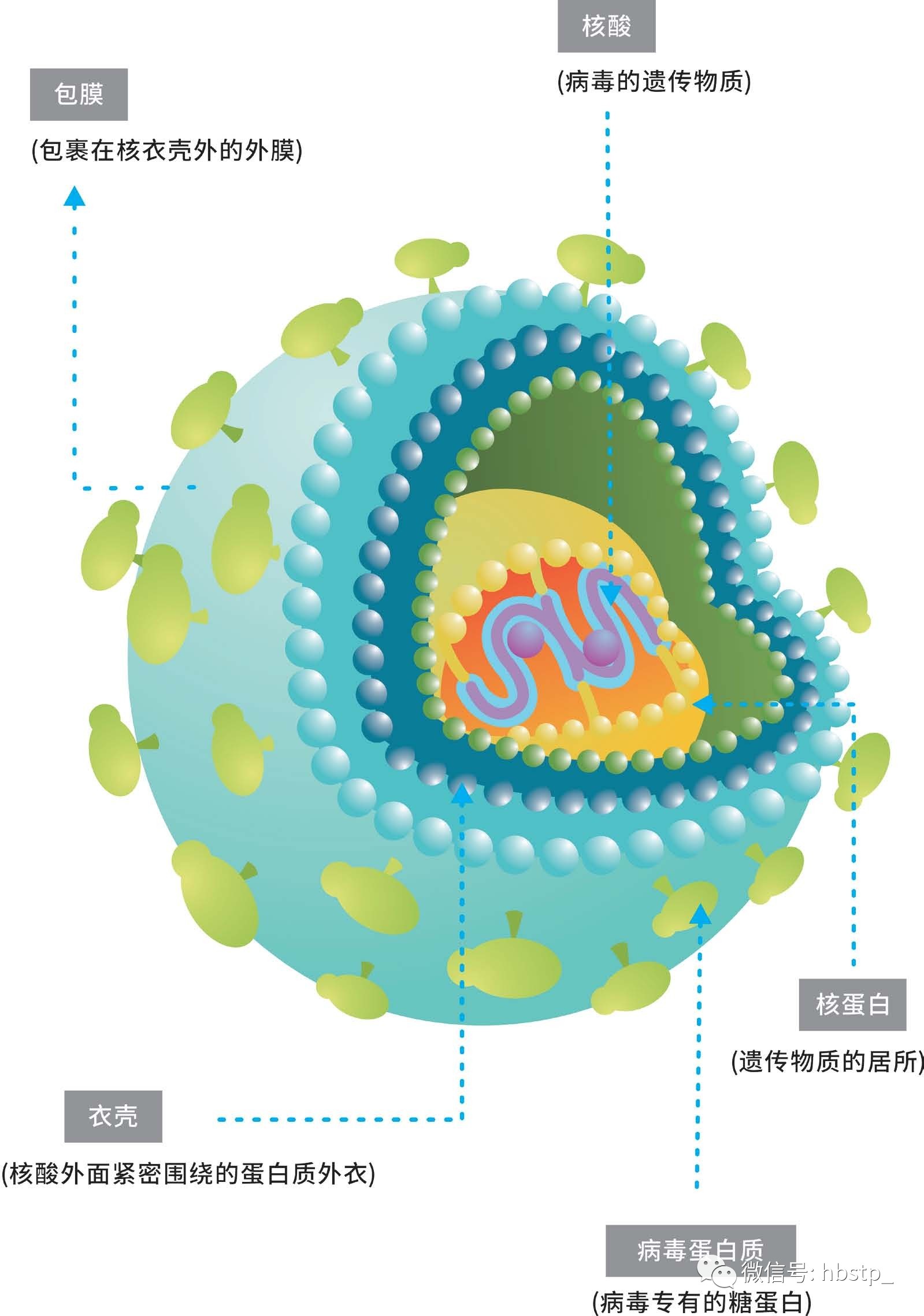 病毒是体型最小的一类微生物