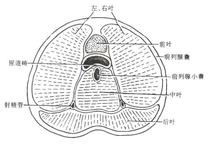 告诉你慢性前列腺炎的真正原因 尿液逆流