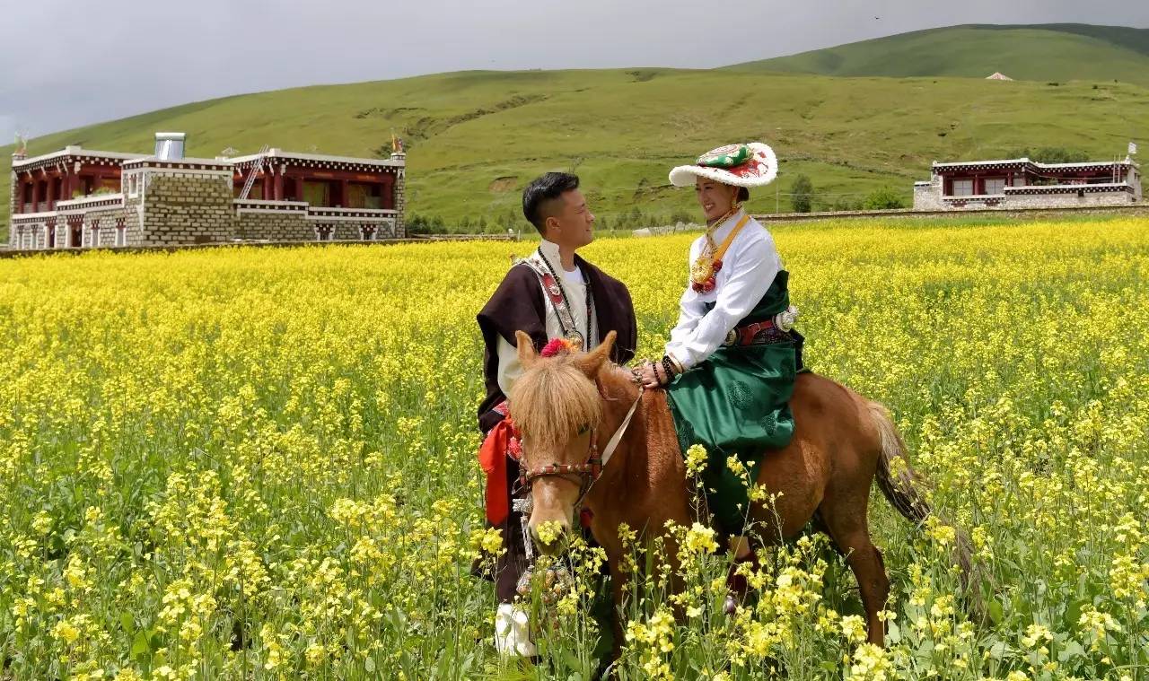 美炸朋友圈道孚縣萬畝油菜花競相綻放沁人心脾高原賞花之旅不可錯過