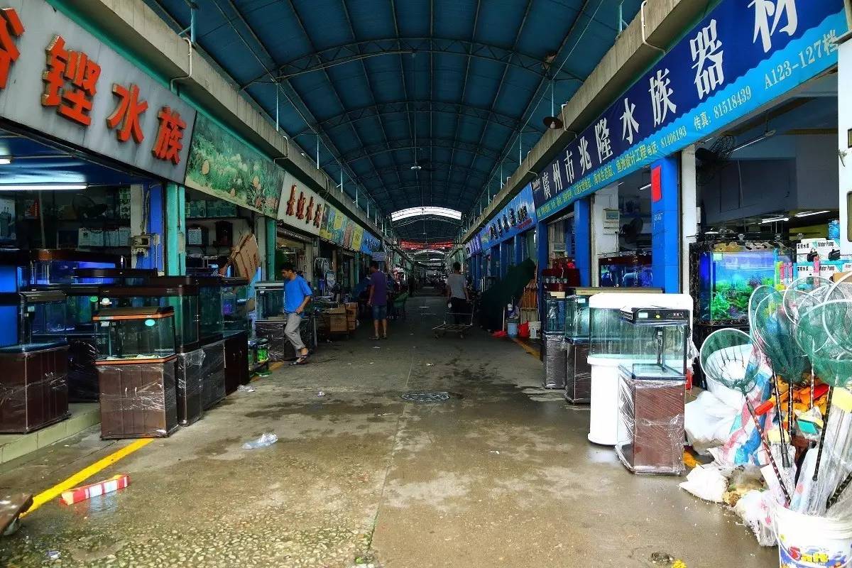 天津中环花鸟鱼虫市场图片
