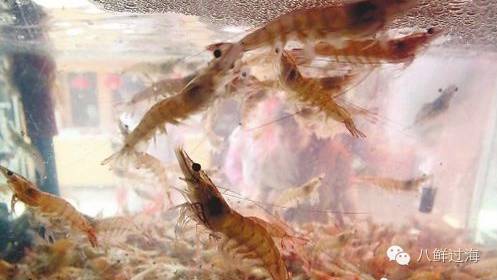 刀额新对虾(metapenaeus ensis),就是最早的基围虾,俗称麻虾