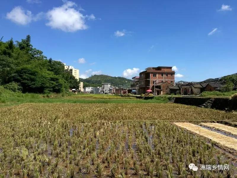 以上配图为田背,照片由楠记提供 下面为赤水农忙景象,照片来自朋友圈