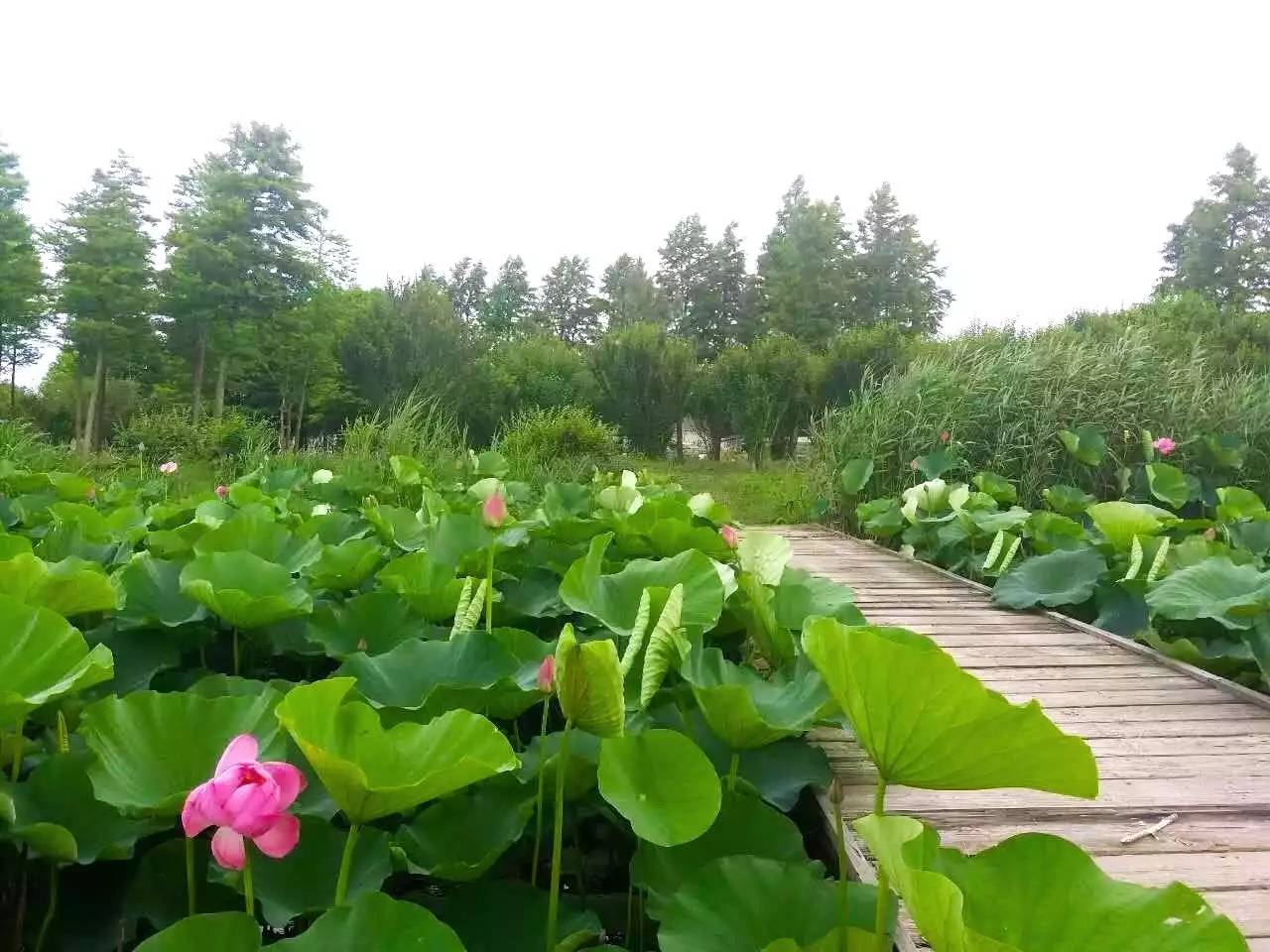 东滩湿地公园露营图片